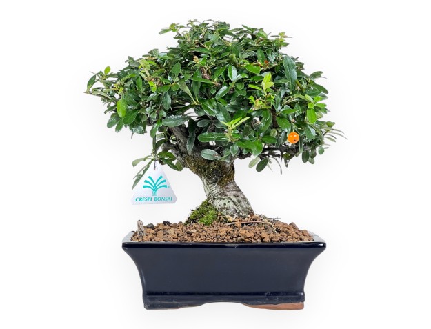 Bonsaï de Pyracantha de 30 cm | Pot rectangulaire bleu