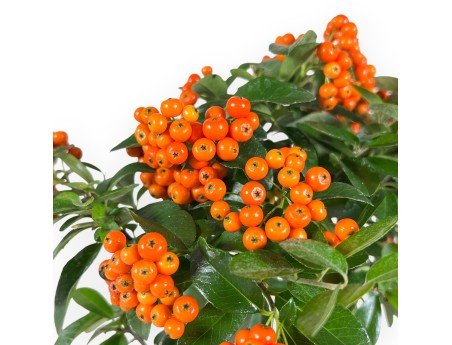 Pyracantha bonsai van 42 cm | Groen rechthoekige pot