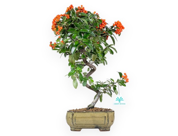 Bonsaï de Pyracantha de 42 cm | Pot rectangulaire vert