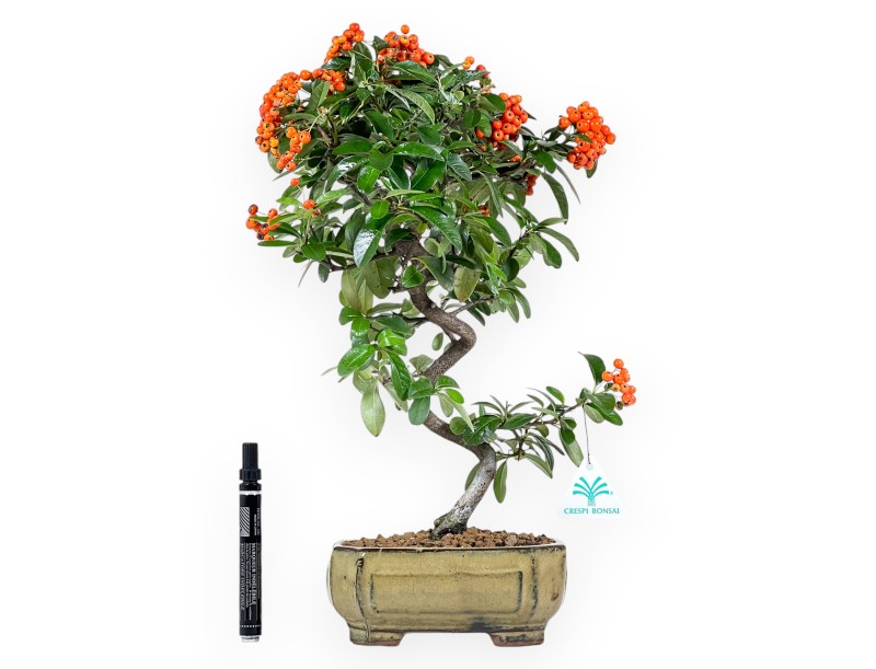 Pyracantha bonsai van 42 cm | Groen rechthoekige pot