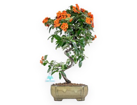 Pyracantha bonsai van 42 cm | Groen rechthoekige pot