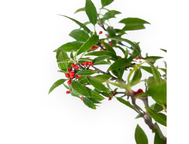 Ilex bonsai 30 cm | Yellow square pot 2