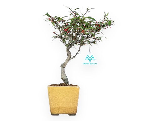 Ilex bonsai 30 cm | Yellow square pot