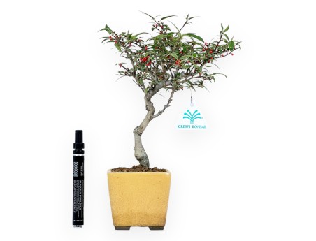 Bonsai di Ilex da 30 cm | Vaso quadrato giallo