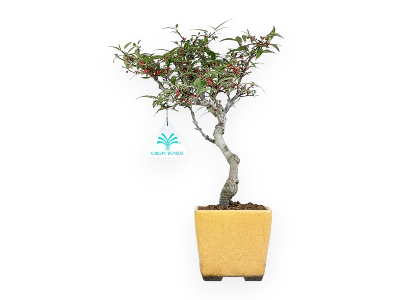 Bonsai di Ilex da 30 cm | Vaso quadrato giallo
