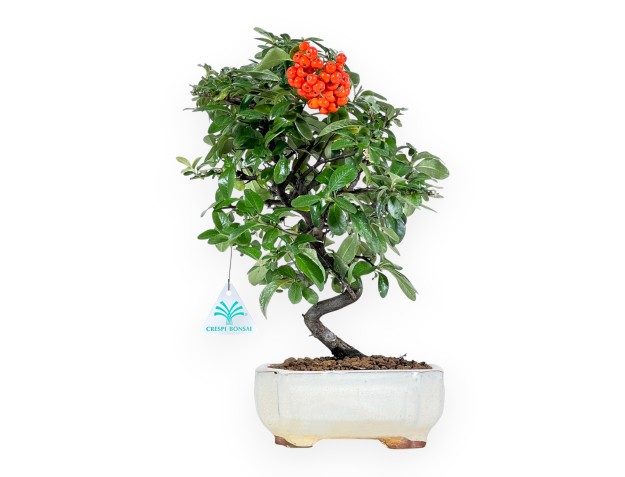 Bonsaï de Pyracantha de 37 cm | Pot rectangulaire beige