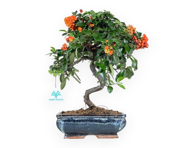 Bonsaï de Pyracantha de 35 cm | Pot rectangulaire bleu