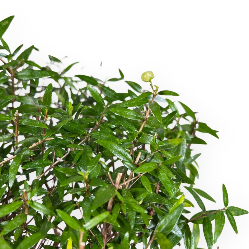 Planta para trabajar de mirto de 33 cm | Maceta de plástico