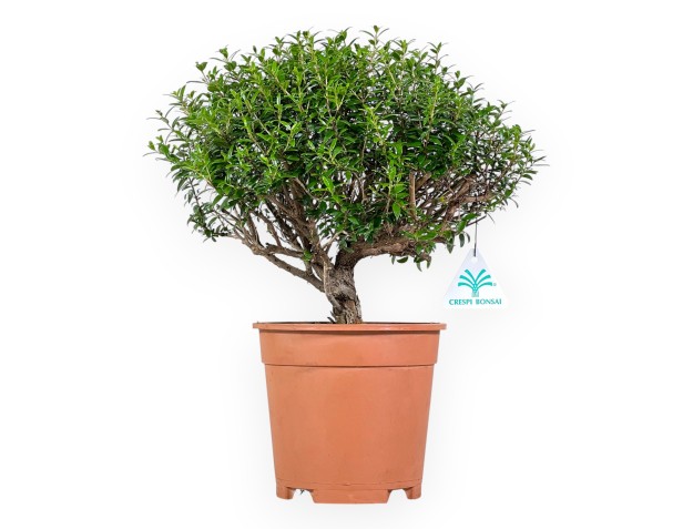 Planta para trabajar de mirto de 33 cm | Maceta de plástico