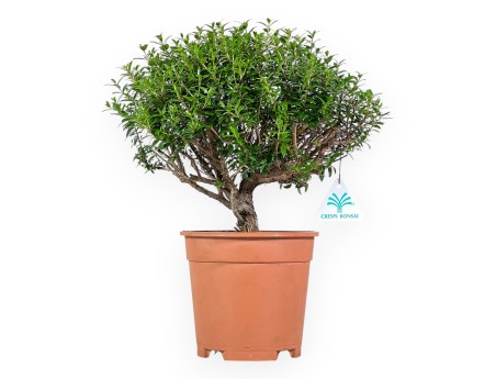 Planta para trabajar de mirto de 33 cm | Maceta de plástico