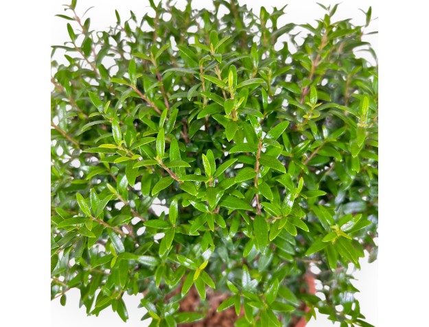 Myrtle Arbeitspflanze von 33 cm | Kunststoff Topf 2