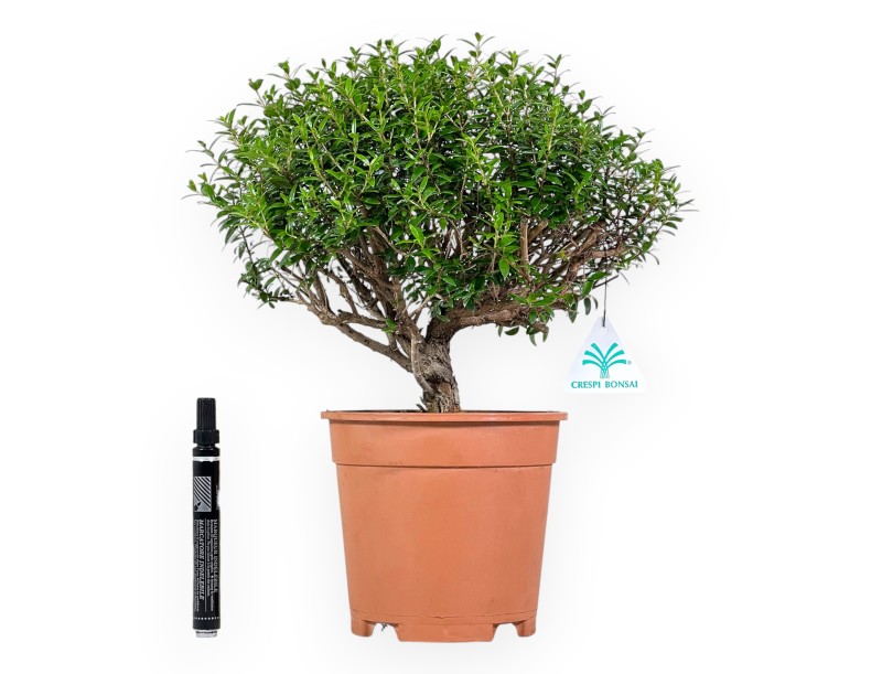 Planta para trabajar de mirto de 33 cm | Maceta de plástico