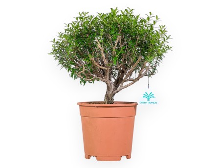 Planta para trabajar de mirto de 33 cm | Maceta de plástico