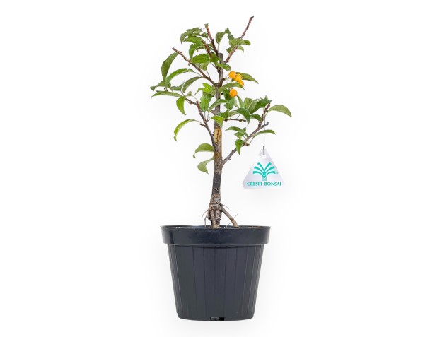 Planta para trabajar de manzano de 33 cm | Maceta de plástico