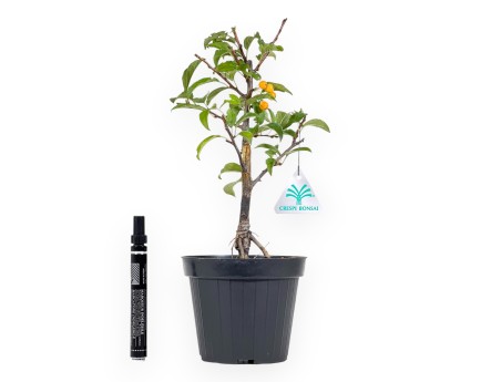 Pianta da lavorare di melo da 33 cm | Vaso in plastica