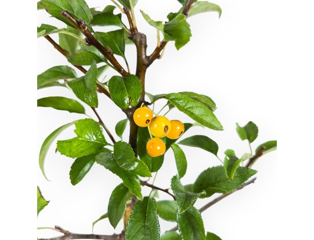 Apple Tree work plant 33 cm | Plastic pot 2