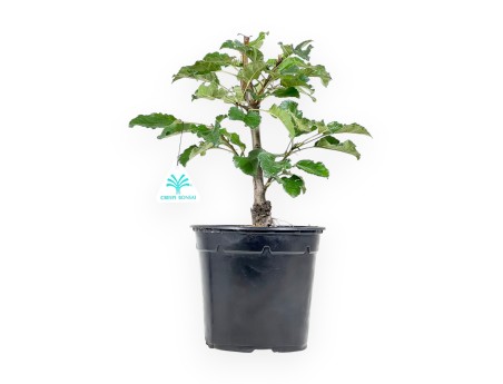 Plante à travailler de pommier de 33 cm | Pot en plastique