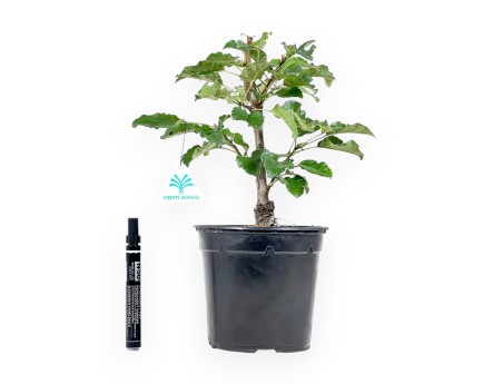 Apple Tree work plant 33 cm | Plastic pot