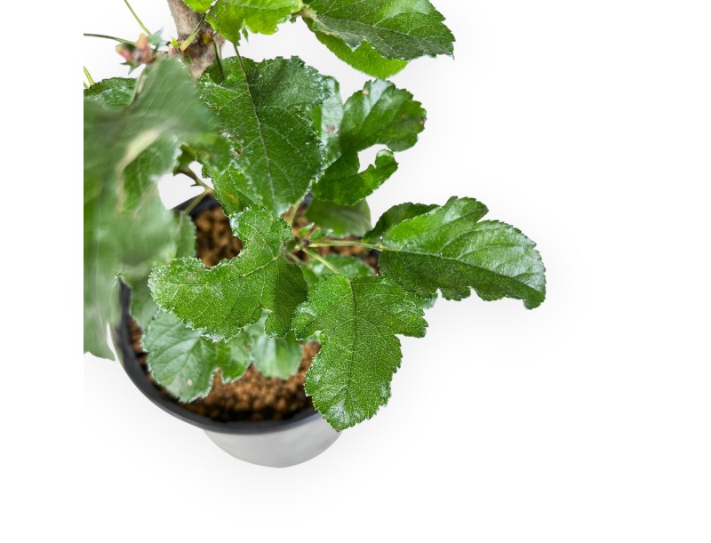 Planta para trabajar de manzano de 33 cm | Maceta de plástico