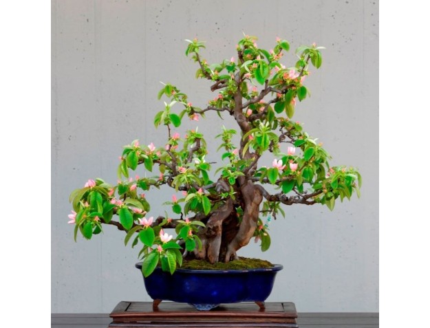 Kurzlehrgang Parabiago - Oktober 2018