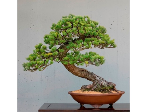 Curso corto Parabiago - noviembre de 2018