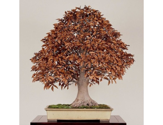 Curso Crespi para principiantes | Parabiago Nov.-Dic.