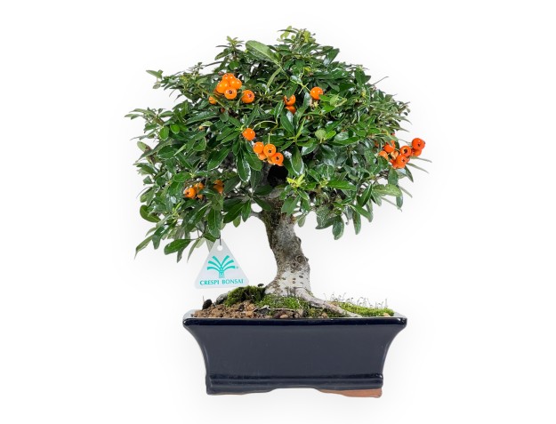 Bonsaï de Pyracantha de 33 cm | Pot rectangulaire bleu