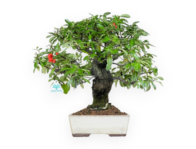 Bonsaï de Pyracantha de 43 cm | Pot rectangulaire beige