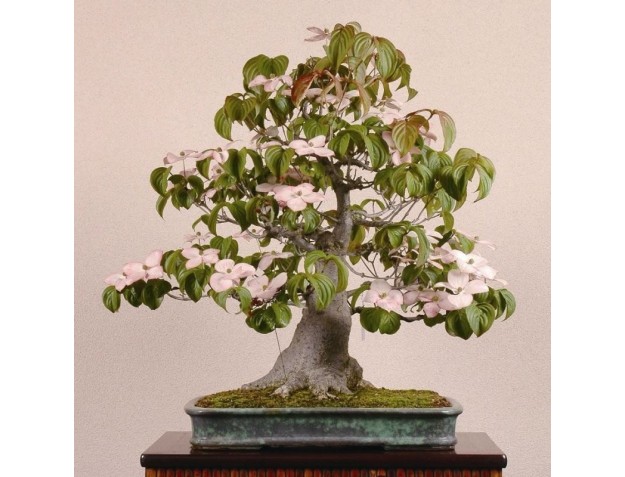 Curso Crespi para principiantes | Milán Marzo