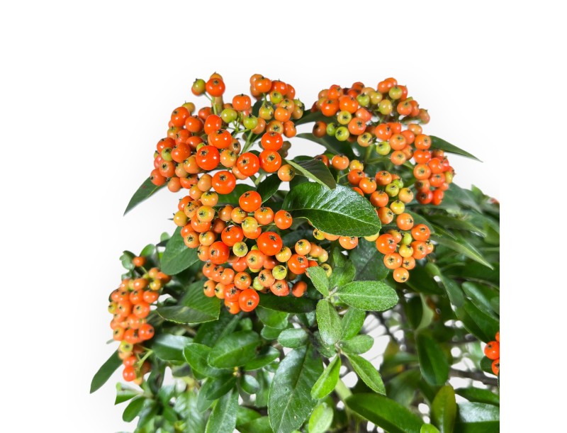 Pyracantha Bonsai von 51 cm | Blauer rechteckiger Topf