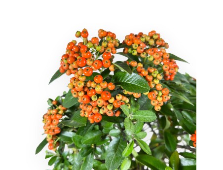 Pyracantha Bonsai von 51 cm | Blauer rechteckiger Topf