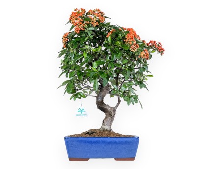 Pyracantha Bonsai von 51 cm | Blauer rechteckiger Topf