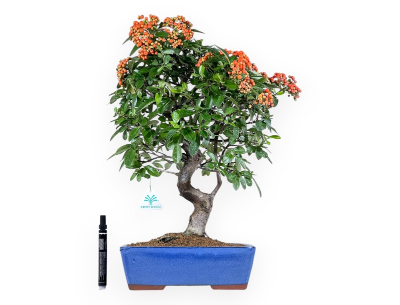 Pyracantha Bonsai von 51 cm | Blauer rechteckiger Topf