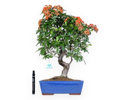 Pyracantha Bonsai von 51 cm | Blauer rechteckiger Topf