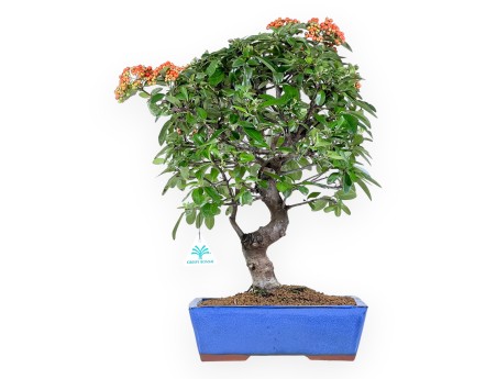 Pyracantha Bonsai von 51 cm | Blauer rechteckiger Topf