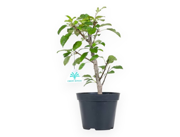 Plante à travailler de pommier de 33 cm | Pot en plastique