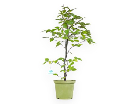 Werkplant van haagbeuk van 57 cm | Plastic pot