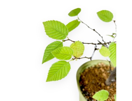 Planta para trabajar de carpe de 57 cm | Maceta de plástico