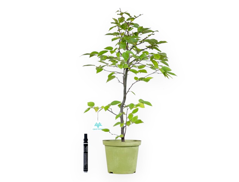 Planta para trabajar de carpe de 57 cm | Maceta de plástico