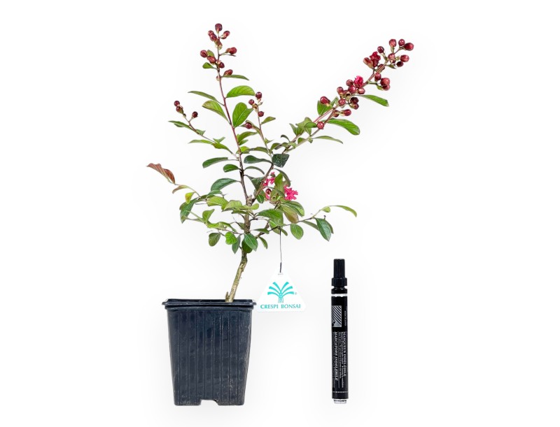 Lagerstroemia Indica Enduring Red - Kreppmyrte - 30 cm