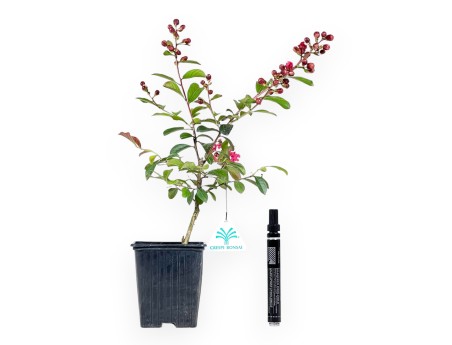 Lagerstroemia Indica Enduring Red - Crespón de Mirto - 30 cm