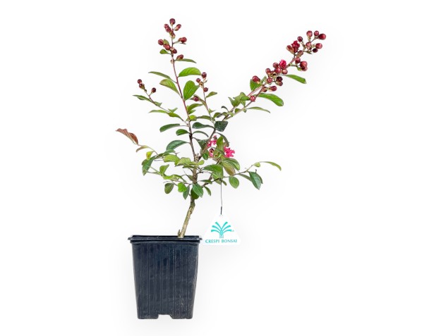 Lagerstroemia Indica Enduring Red - Mirto Crespo - 30 cm