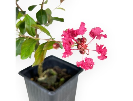 Lagerstroemia Indica Enduring Red - Kreppmyrte - 30 cm