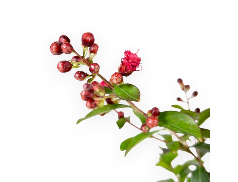 Lagerstroemia Indica Enduring Red - Rouwband Mirte - 30 cm