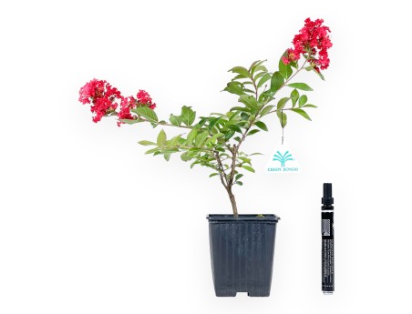 Lagerstroemia Indica Red Imperator - Rouwband Mirte - 25 cm