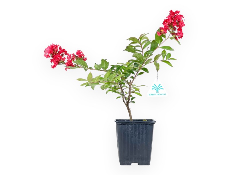 Lagerstroemia Indica Red Imperator - Crespón de Mirto - 25 cm