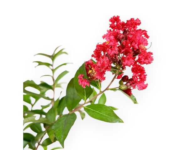 Lagerstroemia Indica Red Imperator - Crespón de Mirto - 25 cm 2