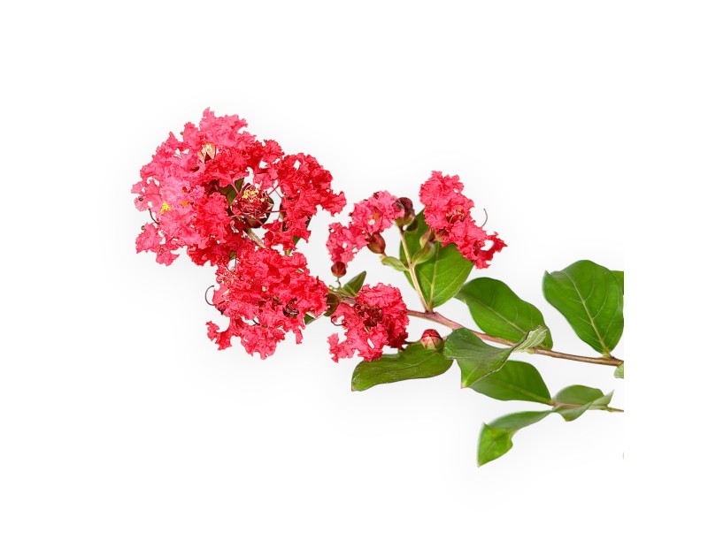 Lagerstroemia Indica Red Imperator - Crespón de Mirto - 25 cm