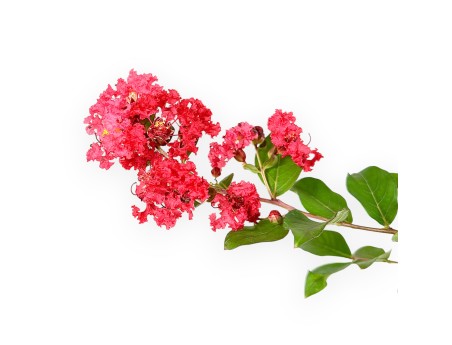 Lagerstroemia Indica Red Imperator - Mirto Crespo - 25 cm