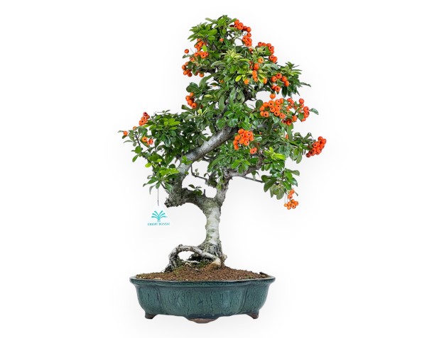 Bonsaï de Pyracantha de 55 cm | Pot nuage vert